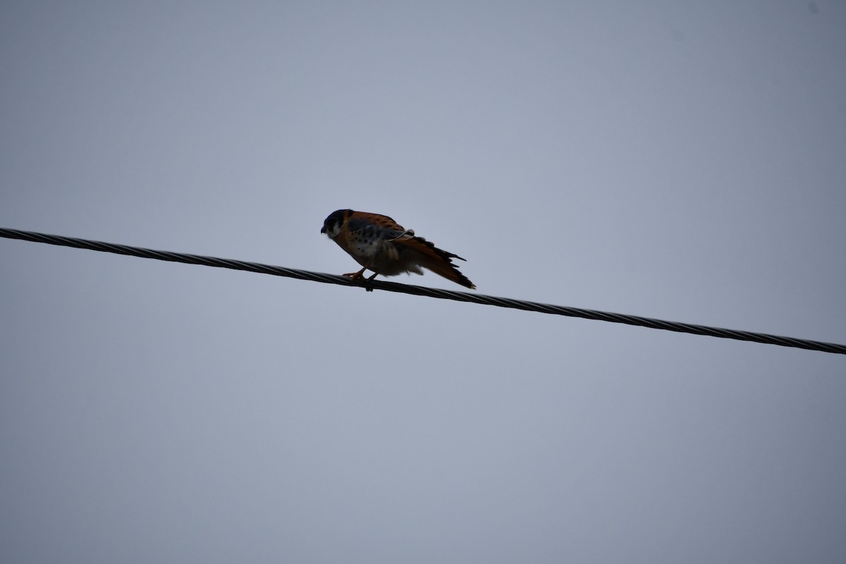 American Kestrel - ML645363615