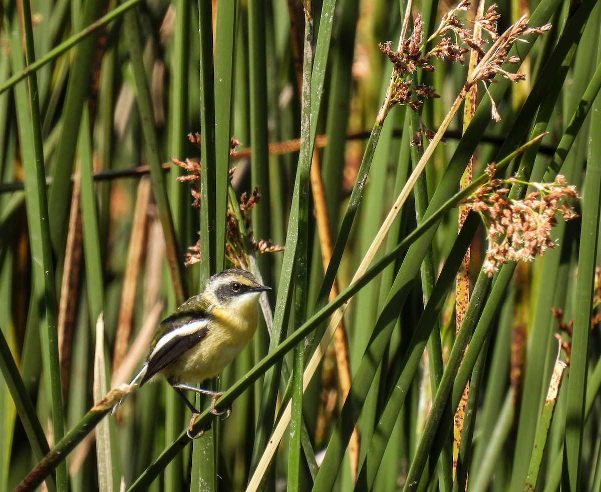 Many-colored Rush Tyrant - ML645363616