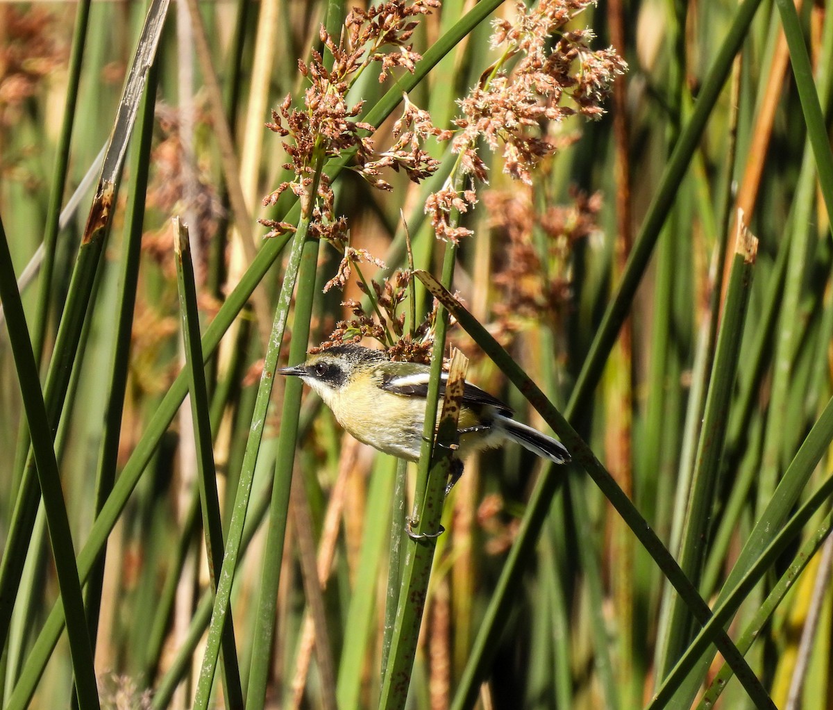 Many-colored Rush Tyrant - ML645363617