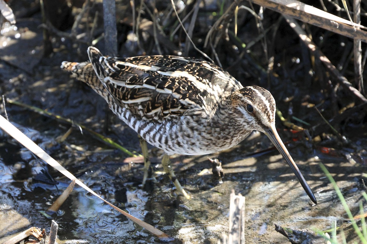 Wilson's Snipe - ML645363618
