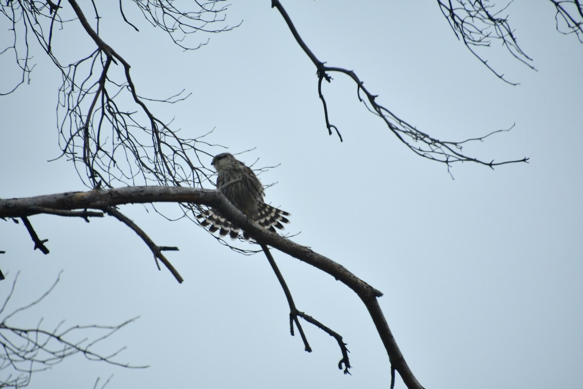 Merlin - ML645363619