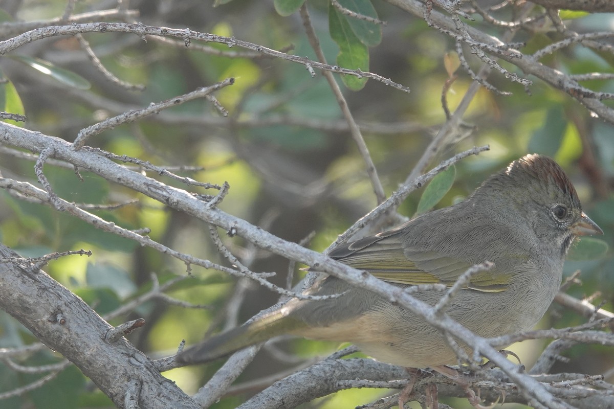 Green-tailed Towhee - ML645363620
