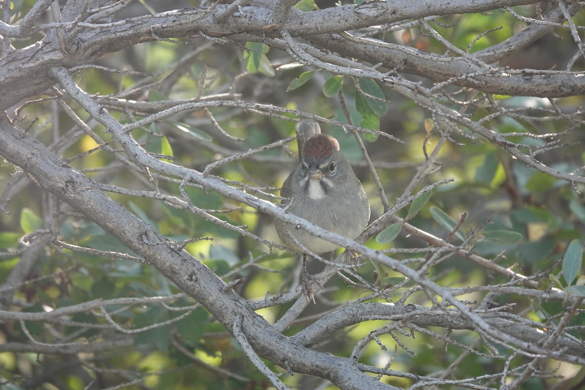 Green-tailed Towhee - ML645363622