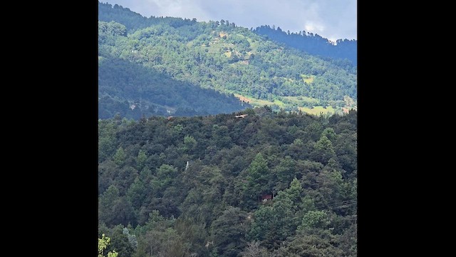 Zapelatz buztangorria - ML645363623