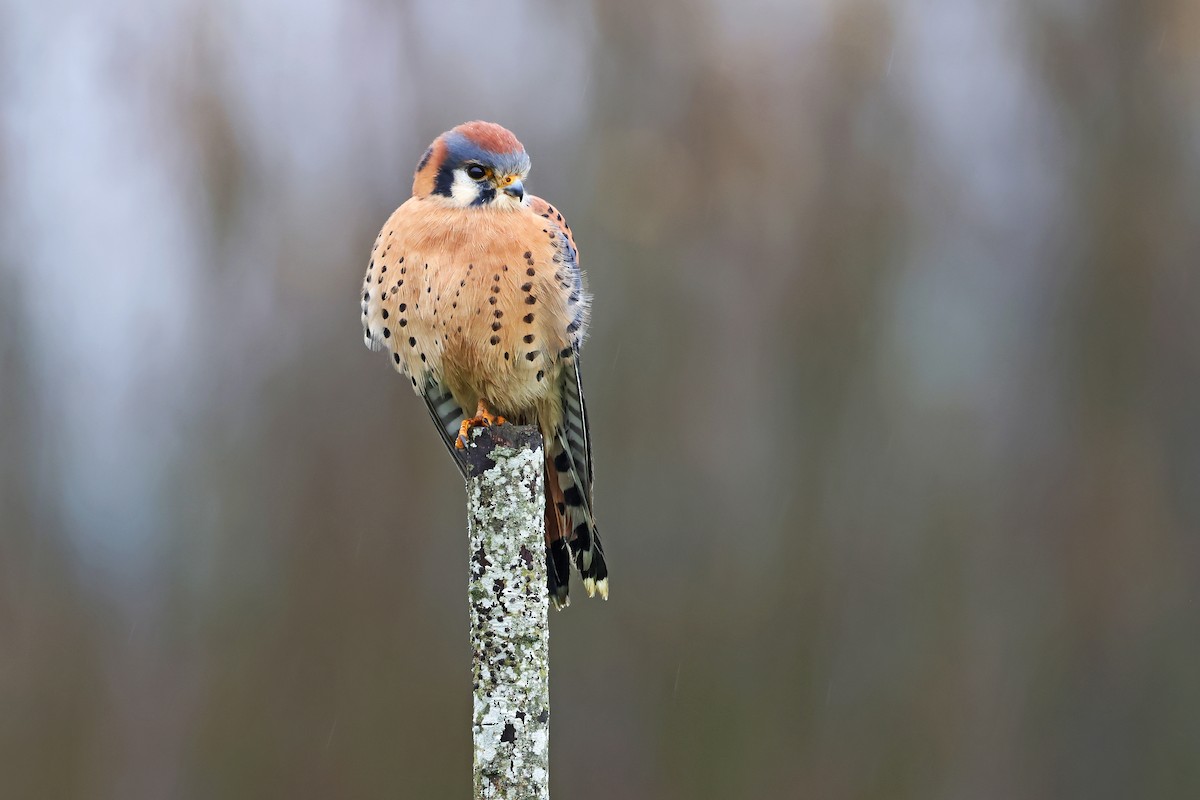 poštolka pestrá - ML645363625