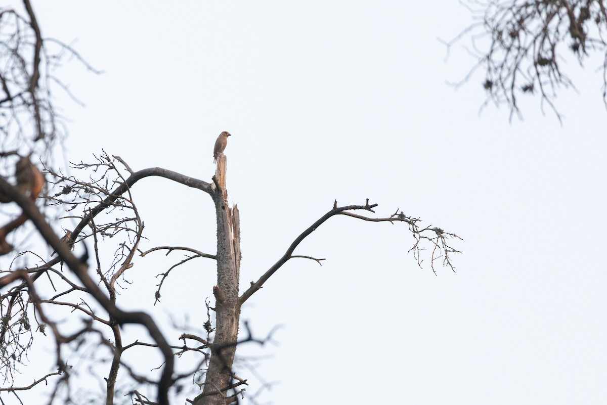 シメ - ML645363629