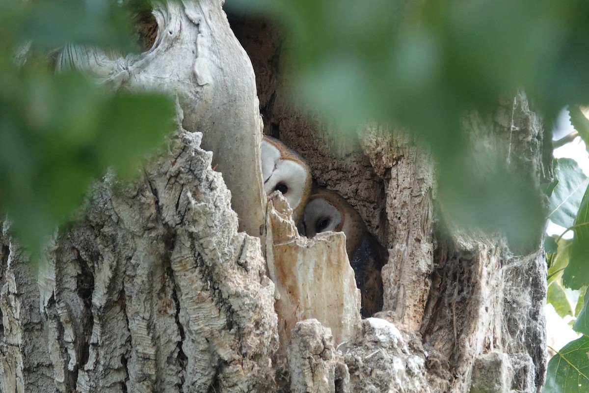 American Barn Owl - ML645363631