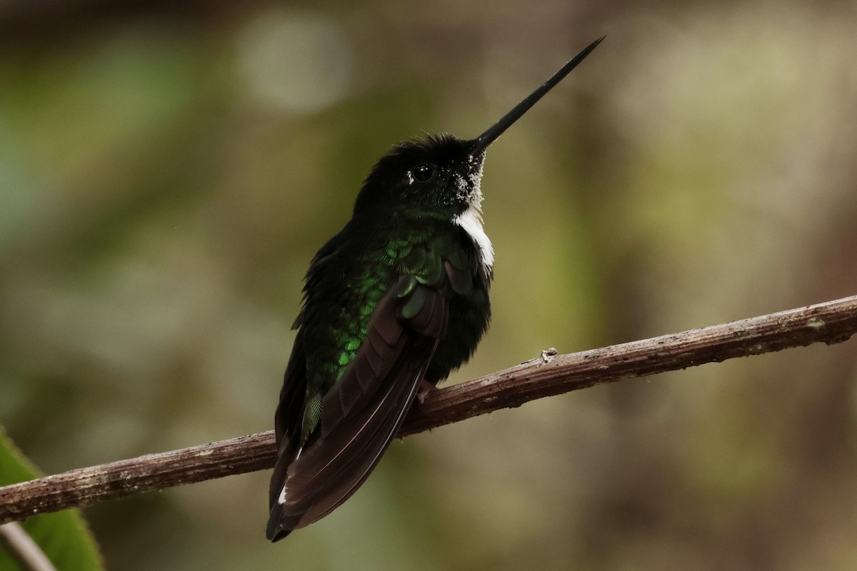 Collared Inca - ML645363633