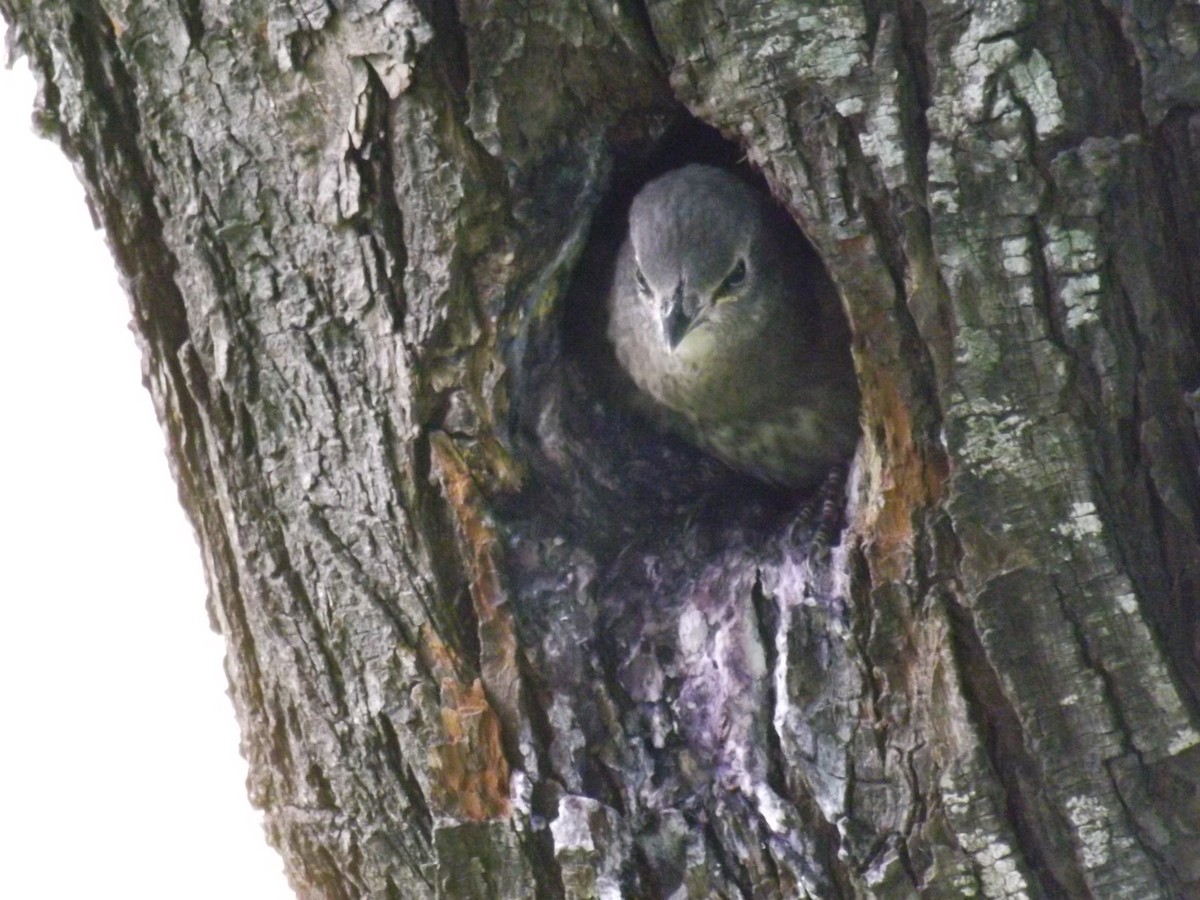 Шпак звичайний - ML645363636