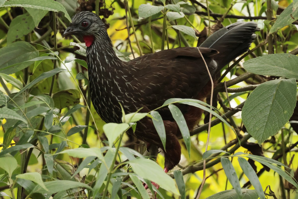 Пенелопа андська - ML645363643