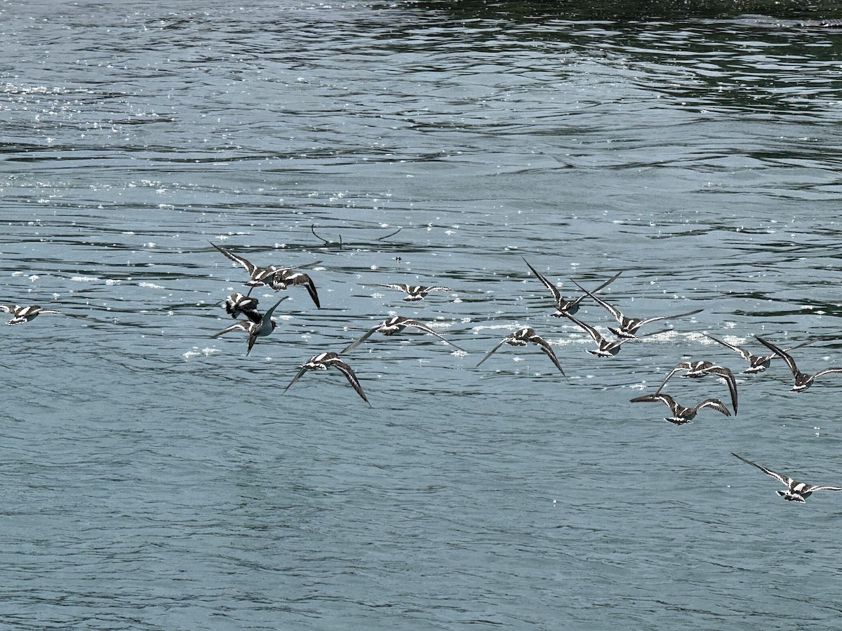 kamenáček pestrý - ML645363645