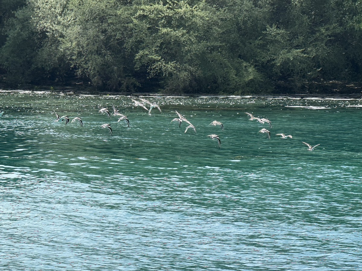 kamenáček pestrý - ML645363646