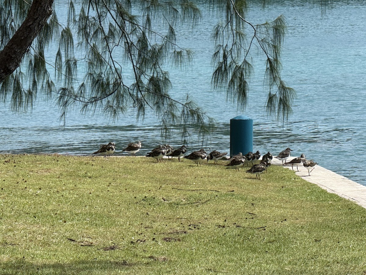 kamenáček pestrý - ML645363647