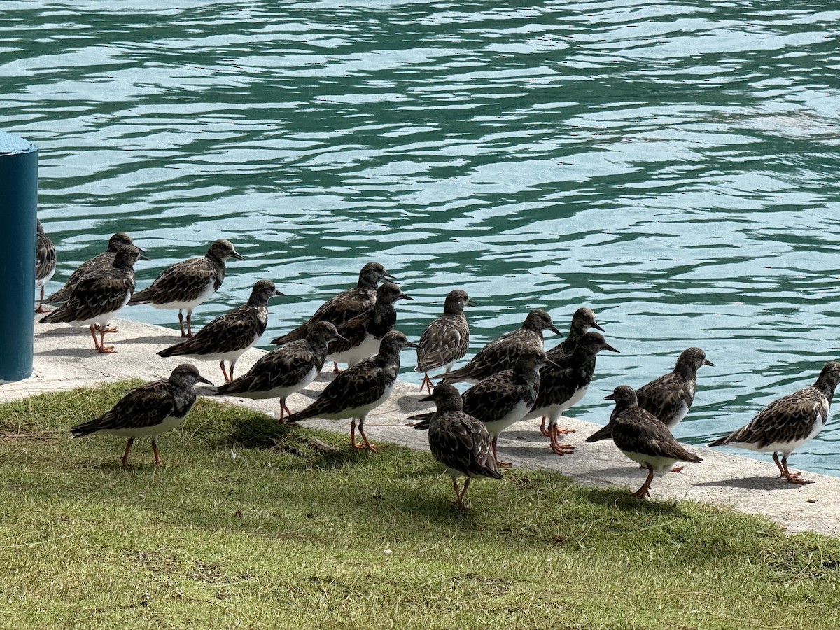 kamenáček pestrý - ML645363648