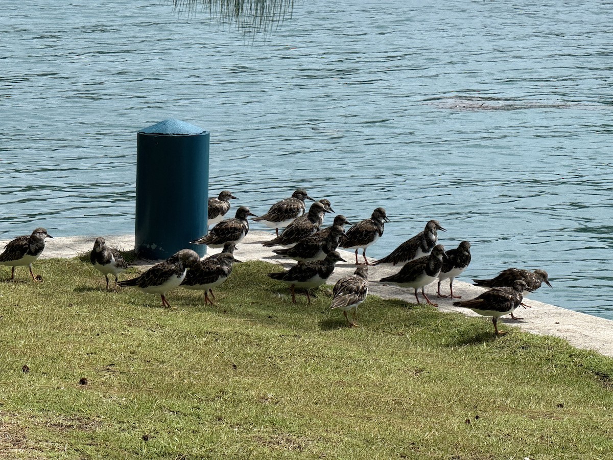 kamenáček pestrý - ML645363649