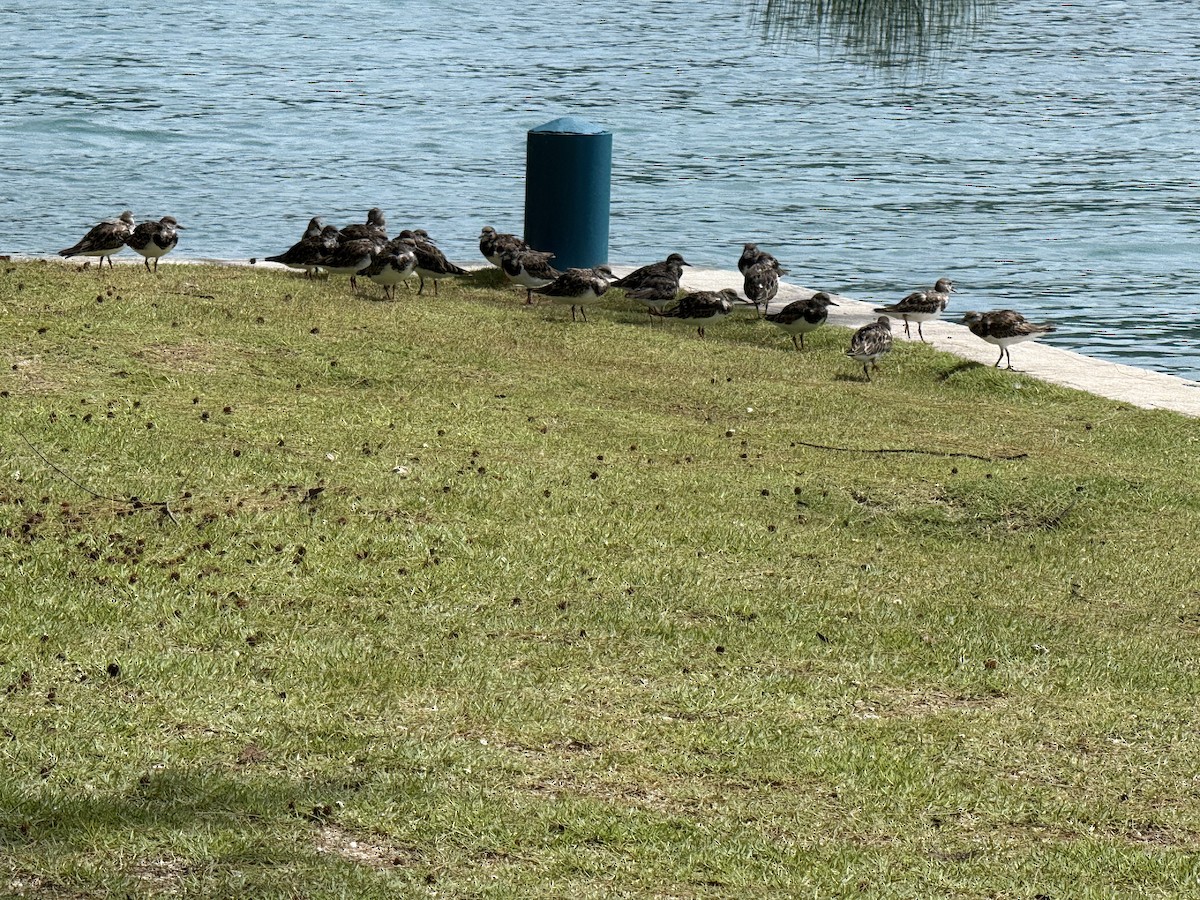 kamenáček pestrý - ML645363650