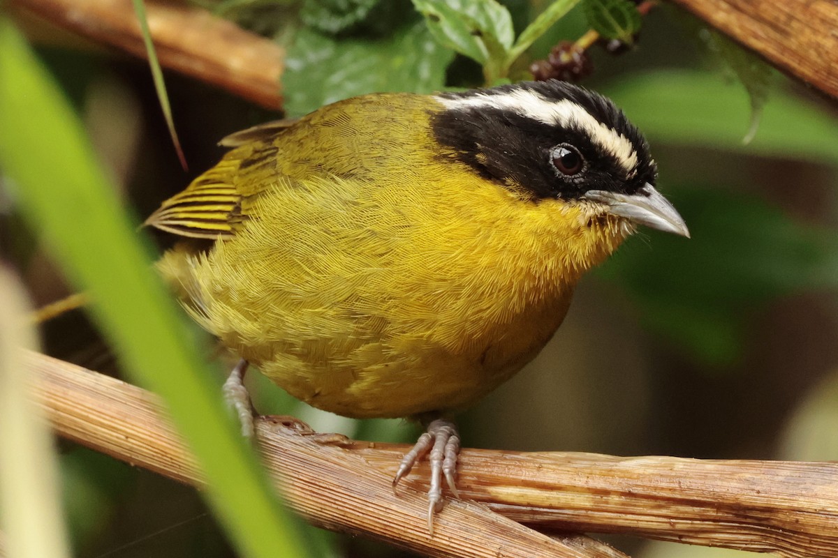 Black-capped Hemispingus - ML645363653