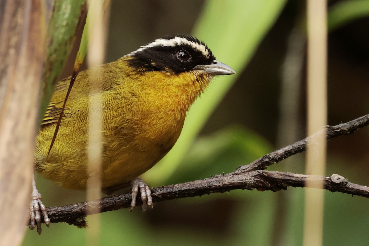 Black-capped Hemispingus - ML645363654