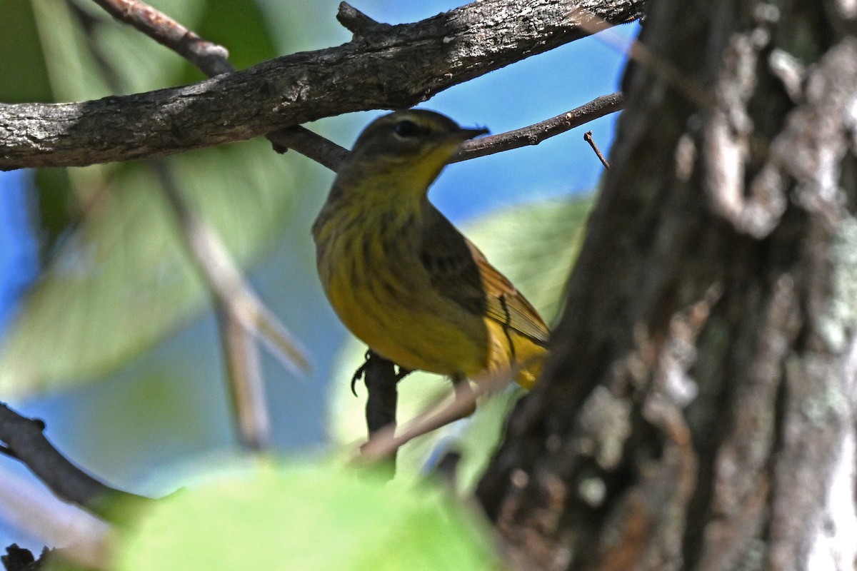Palm Warbler - ML645363660
