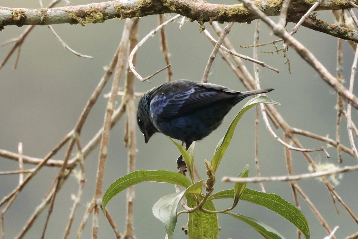 Blue-and-black Tanager - ML645363662