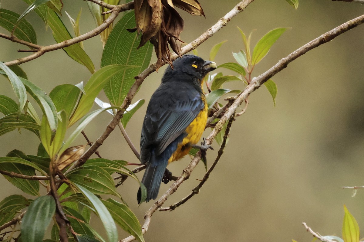 Lacrimose Mountain Tanager - ML645363667