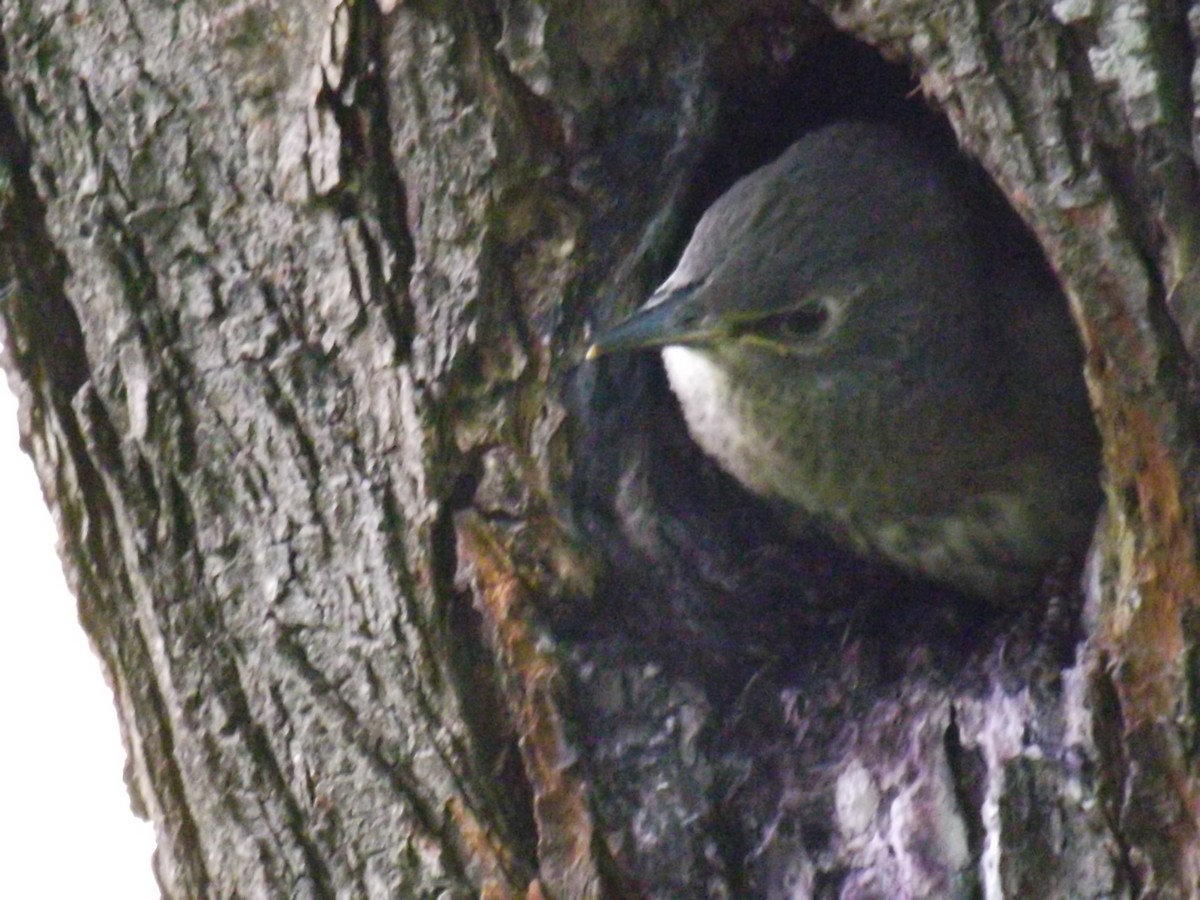 Шпак звичайний - ML645363691