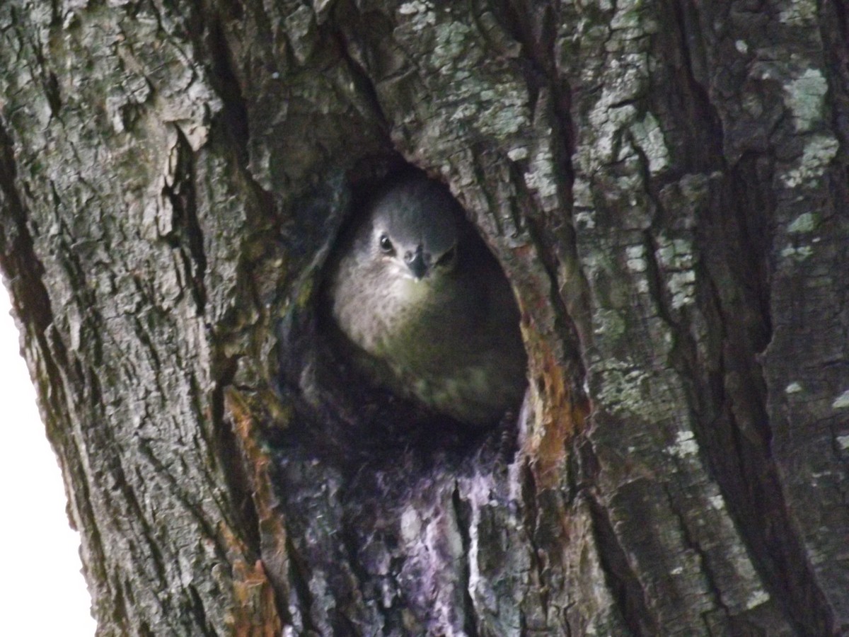 Шпак звичайний - ML645363692