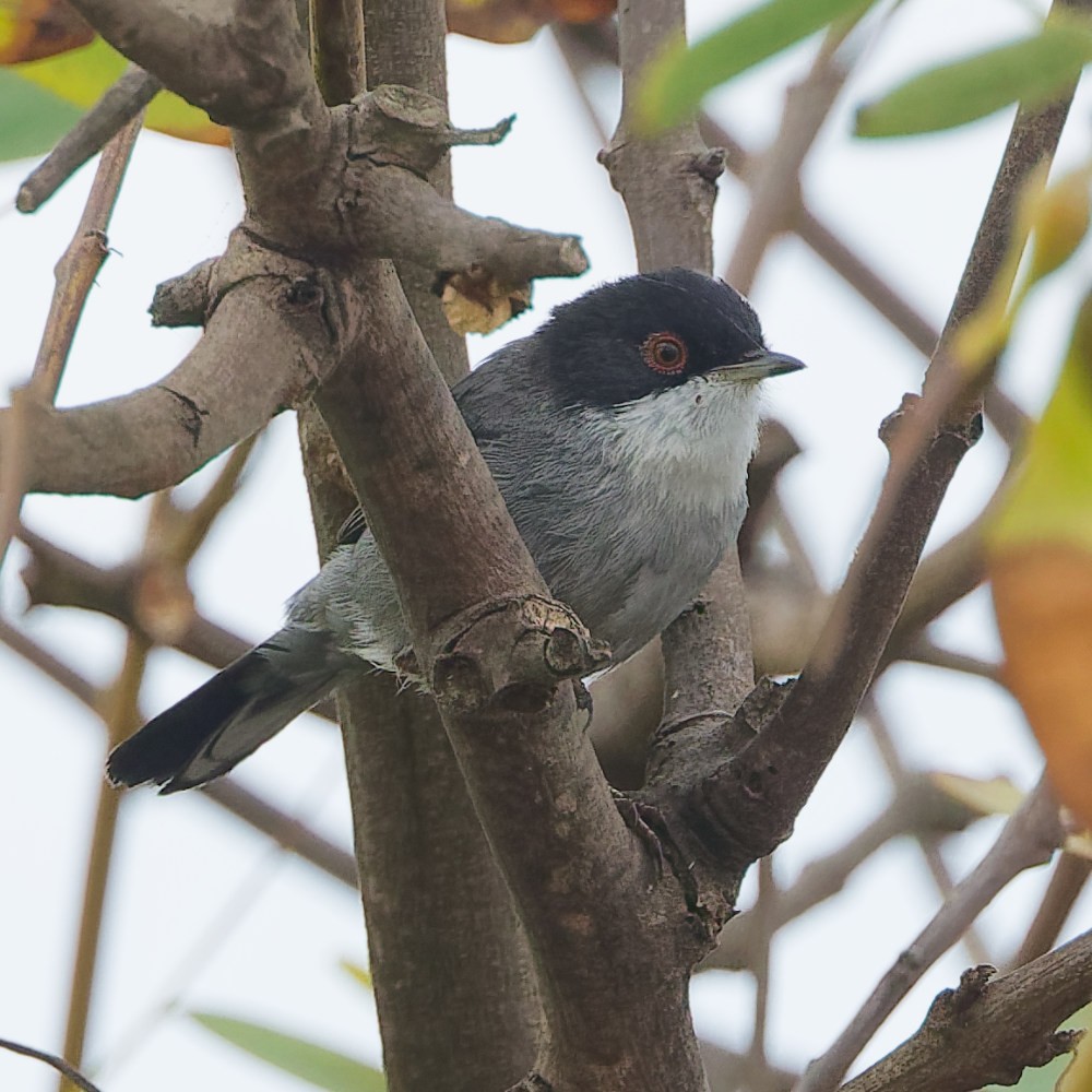 Sardinian Warbler - ML645363694