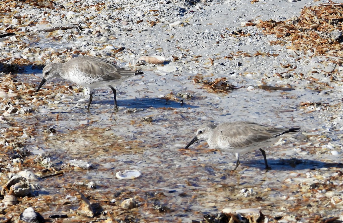 jespák rezavý - ML645363699