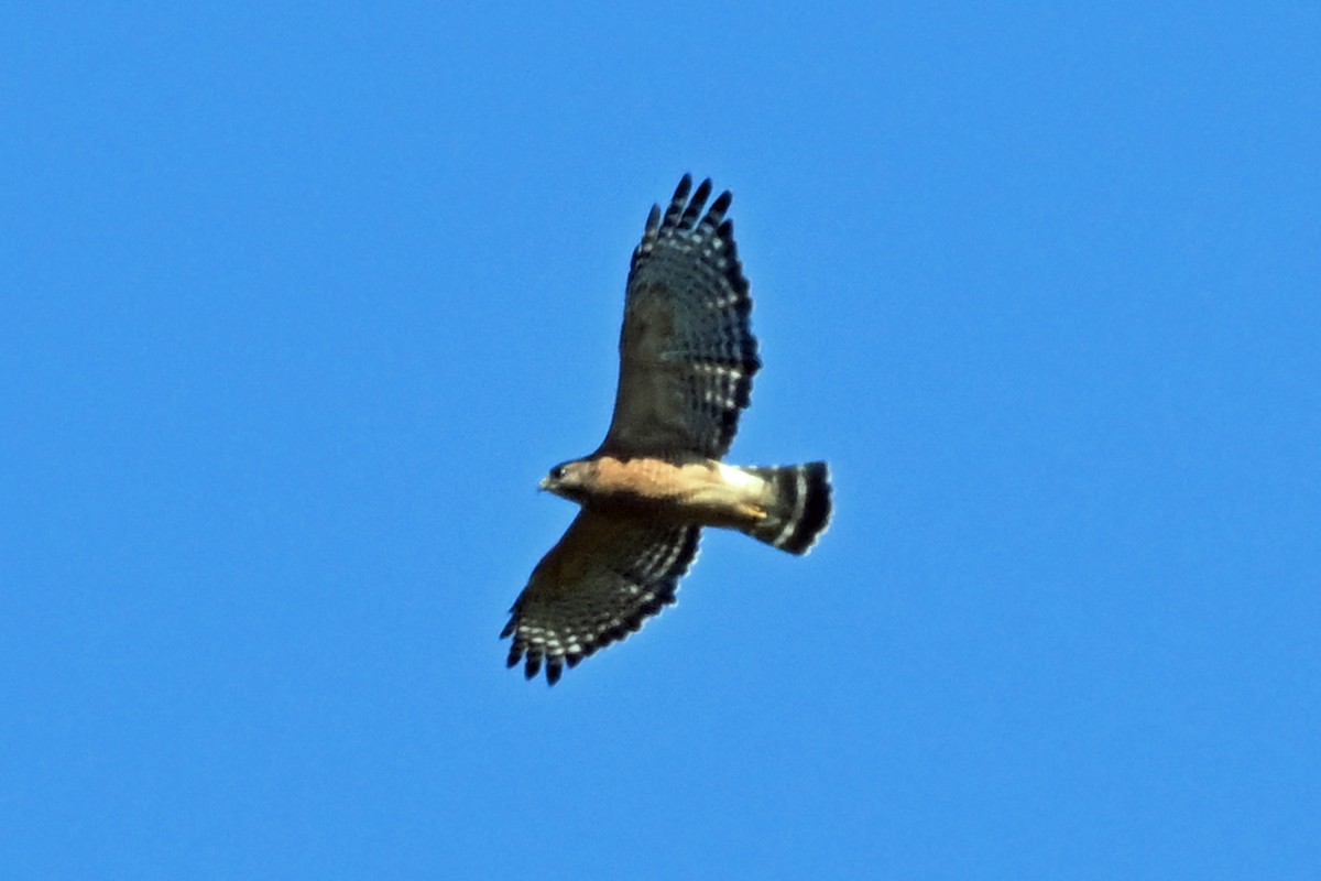 Red-shouldered Hawk - ML645363715