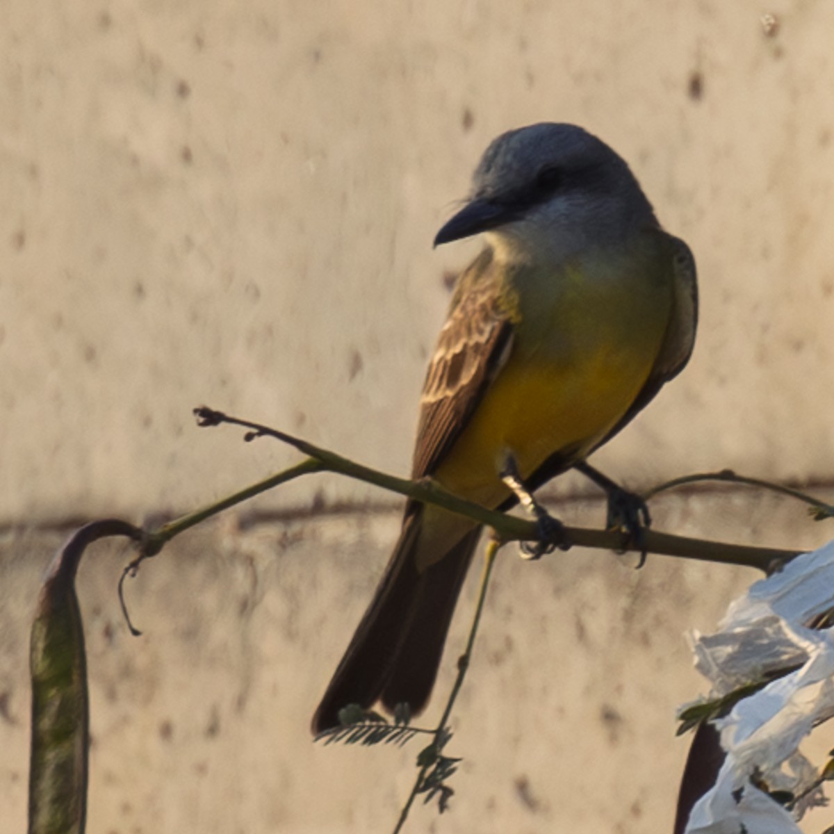 Королевский тиранн - ML645363718