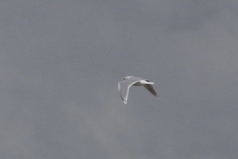 Iceland Gull (kumlieni) - ML645363724