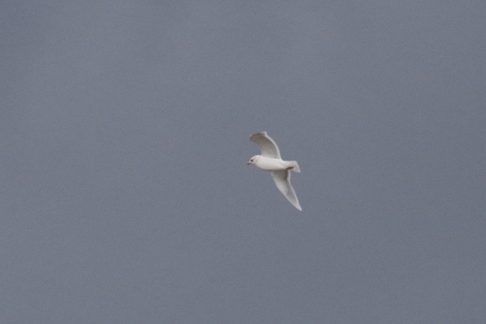 Iceland Gull (kumlieni) - ML645363725