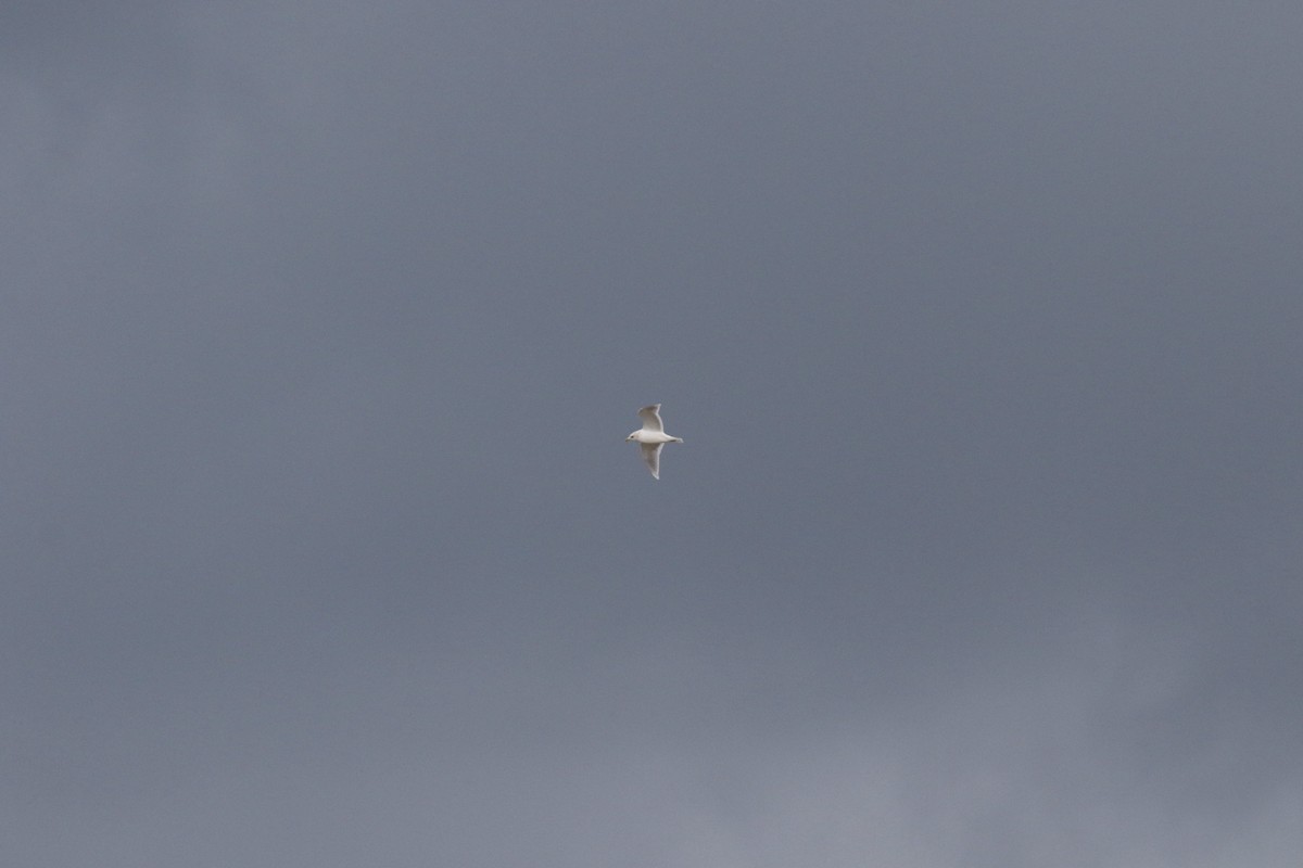 Iceland Gull (kumlieni) - ML645363726