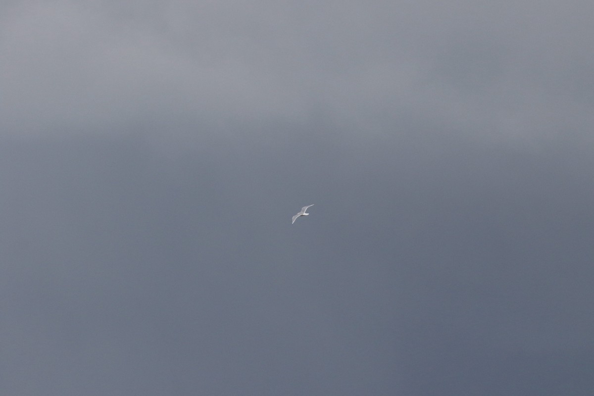 Iceland Gull (kumlieni) - ML645363727