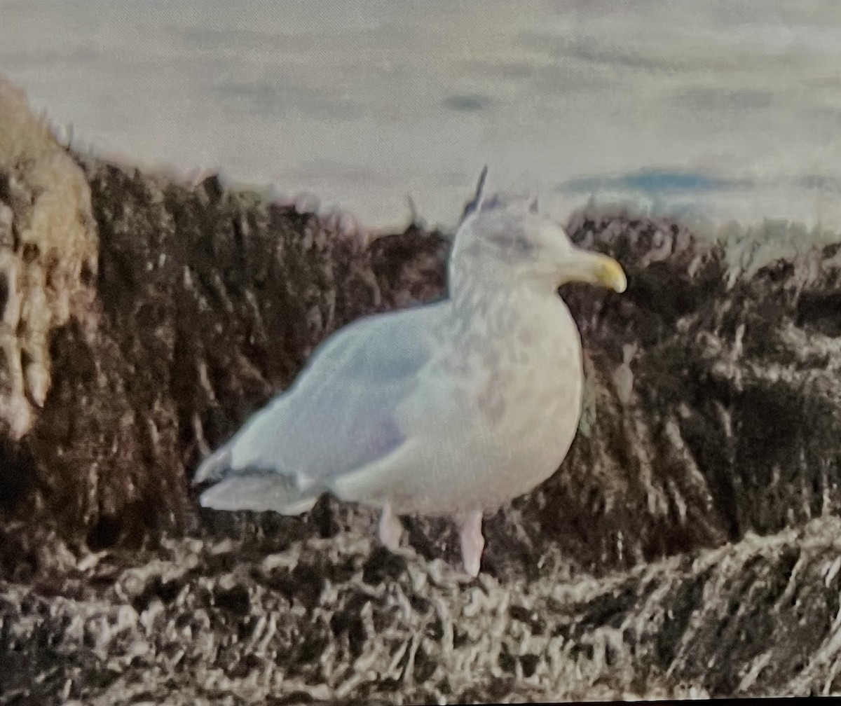 American Herring Gull - ML645363733