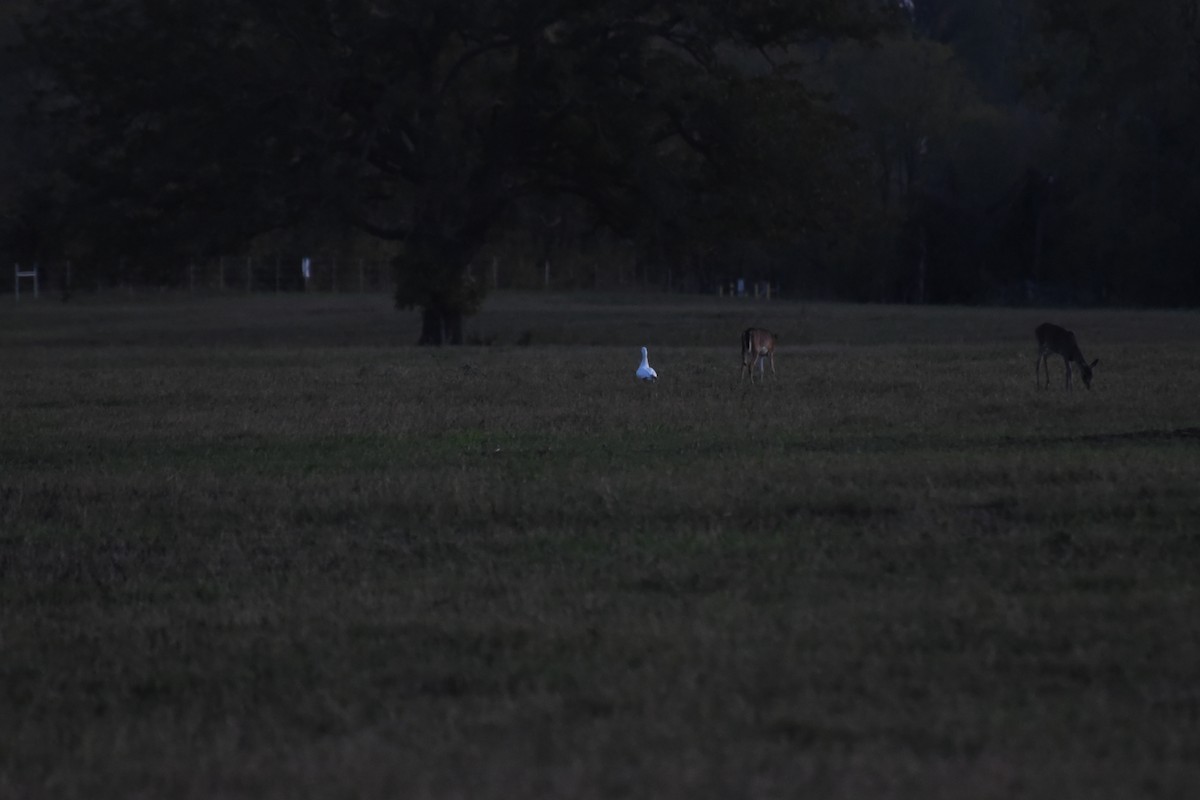 Ross's Goose - ML645363754