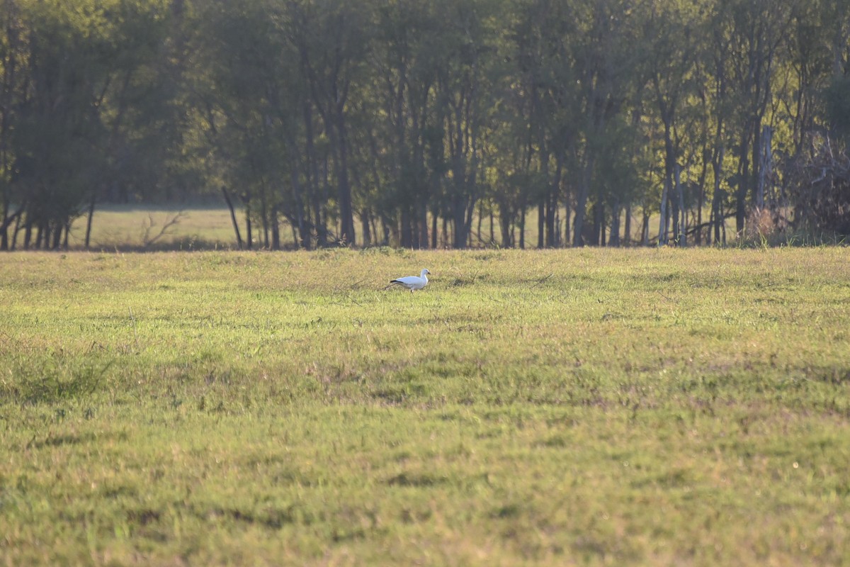 Ross's Goose - ML645363755