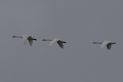 Tundra Swan - ML645363761