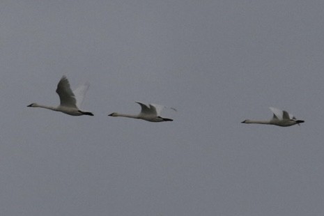 Tundra Swan - ML645363762