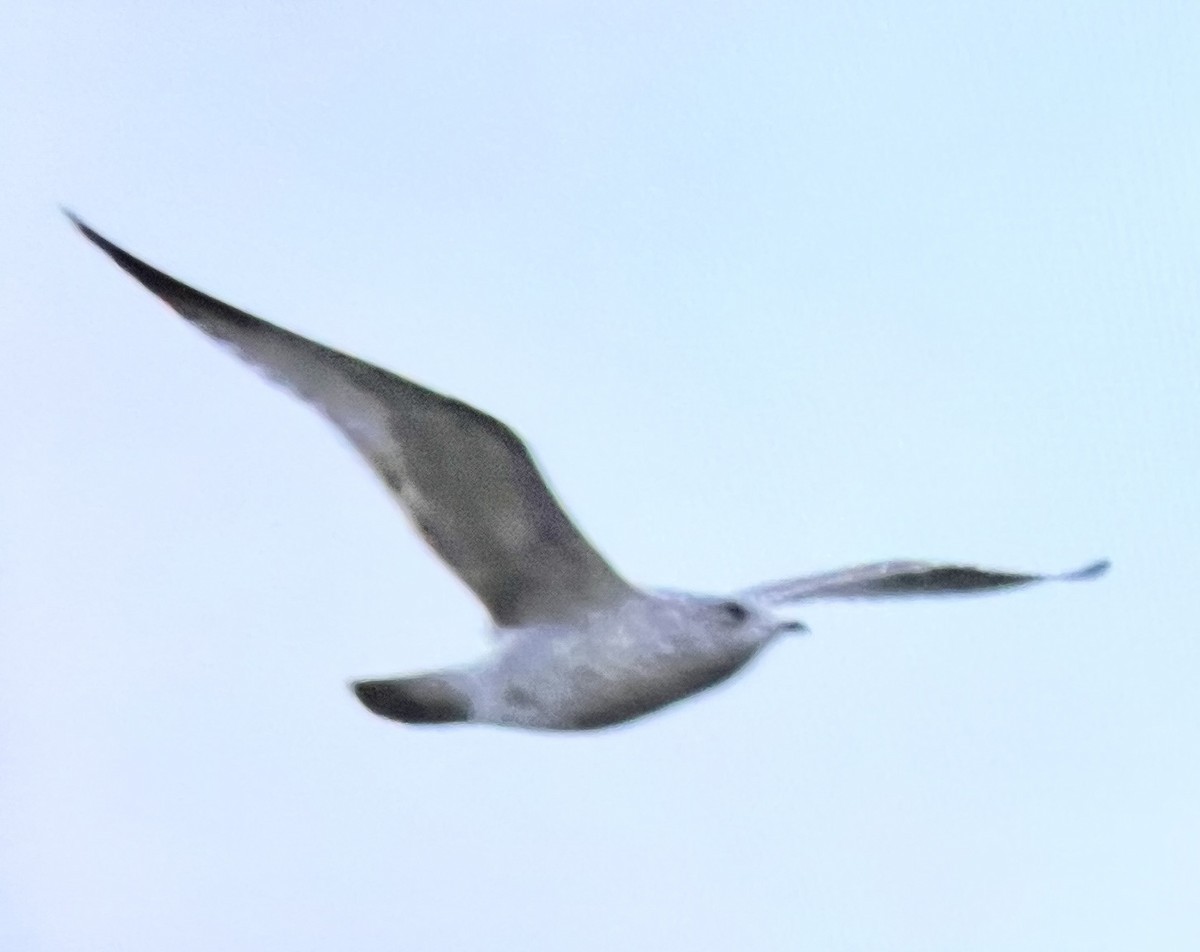 Мартиновий sp. - ML645363766