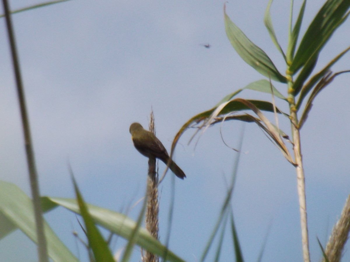 Golden-crowned Warbler - ML645363771