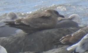 Larus sp. - ML645363784