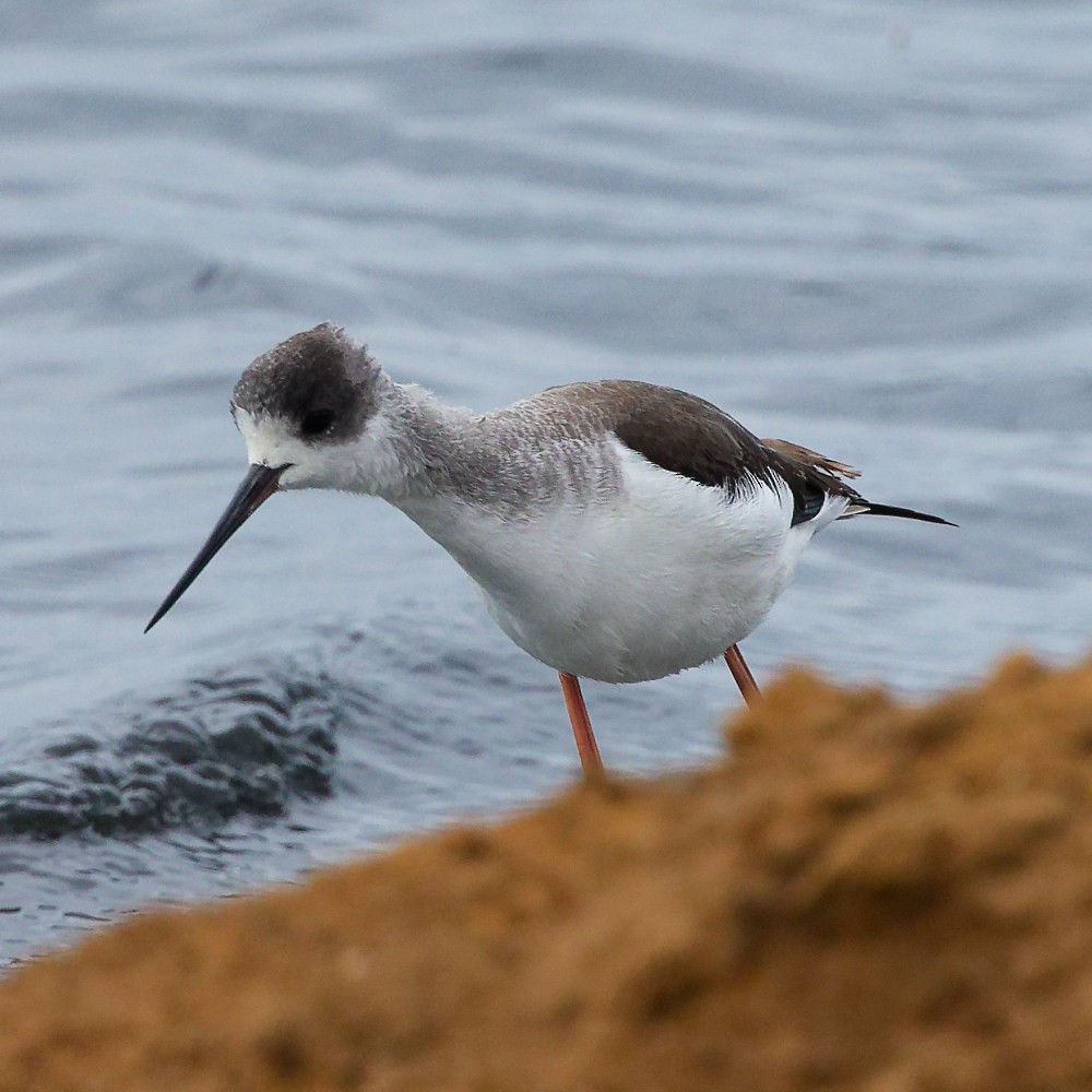 Black-winged Stilt - ML645363787