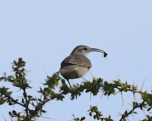 Scale-throated Earthcreeper - ML645363788