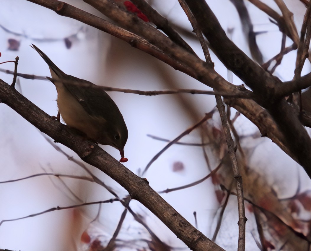 Mavi Sırtlı Ötleğen - ML645363792