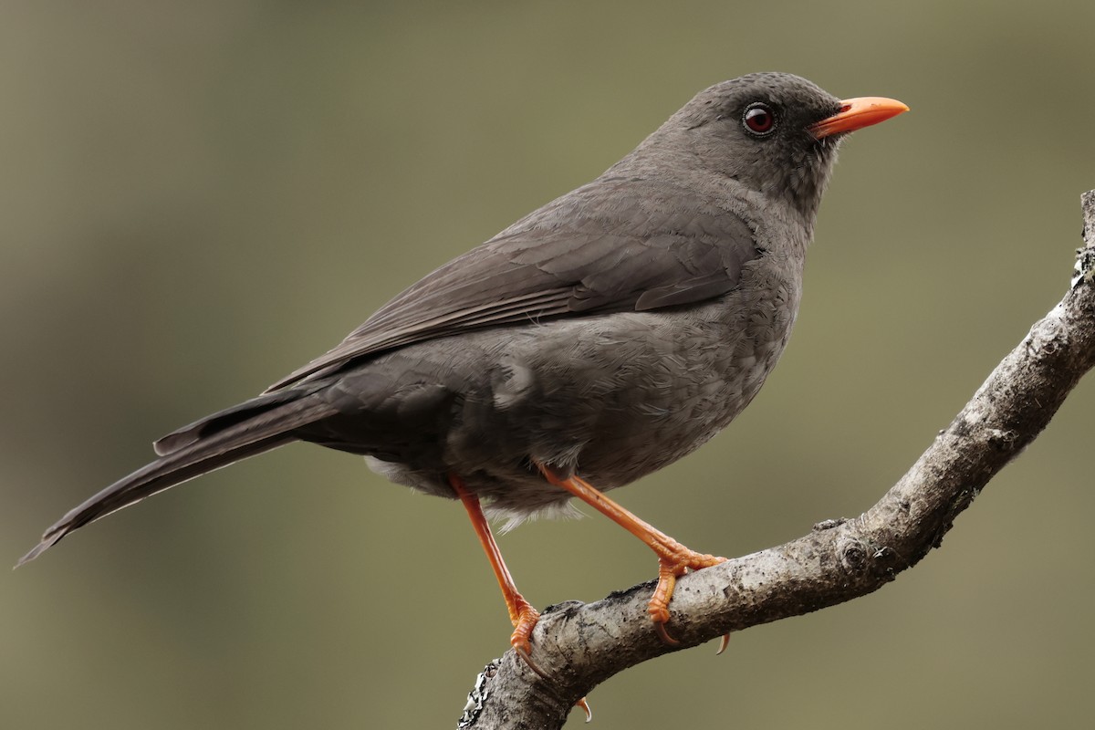 Great Thrush - ML645363793