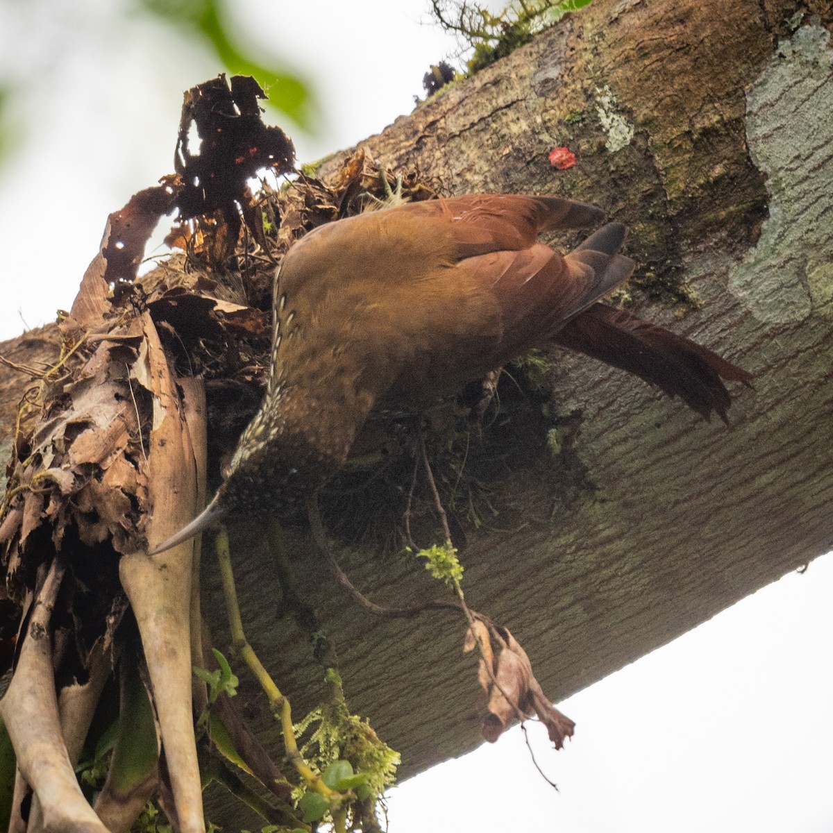 Montane Woodcreeper - ML645363798