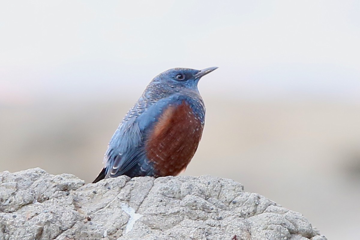 blåtrost - ML645363816