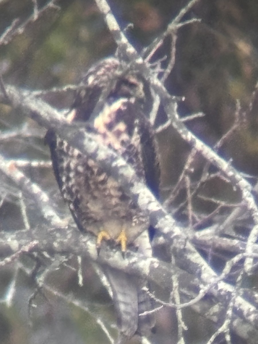 Swainson's Hawk - ML645363825
